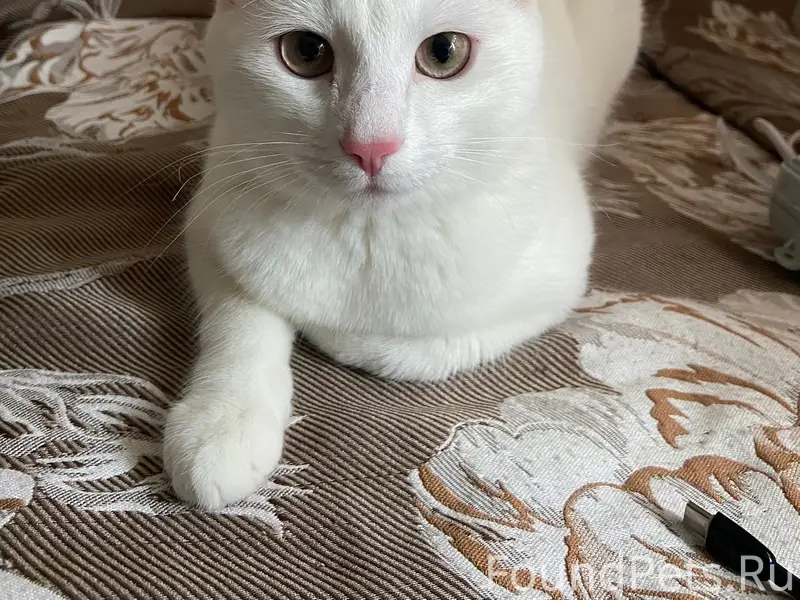 Пропала кошка Маша, вознаграждение