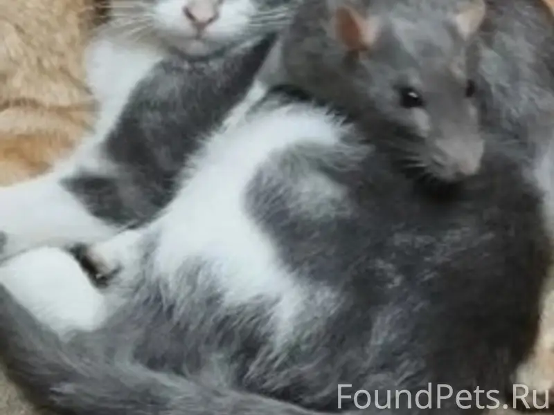 Пропала кошка, Симферополь