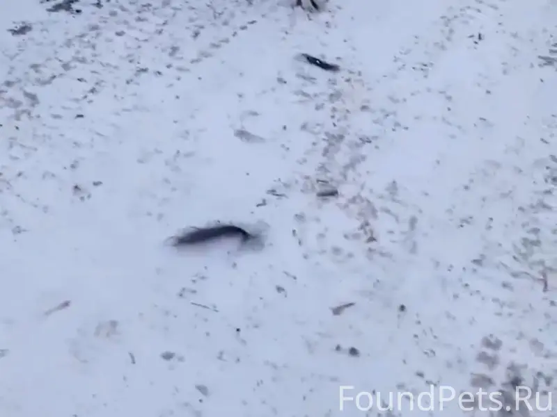 Пропал пёс Серый и Красавчик, Копейск