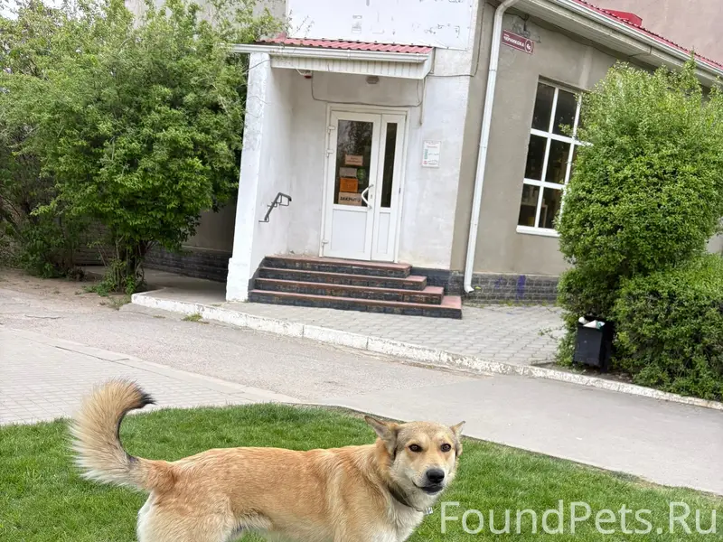 Пропала собака, Черниково