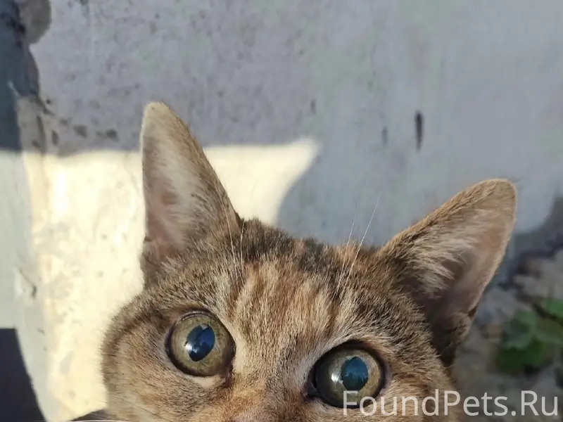 Найдена кошка, [место не указано]