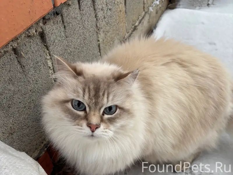 Пропала кошка Муська, Ленинский район