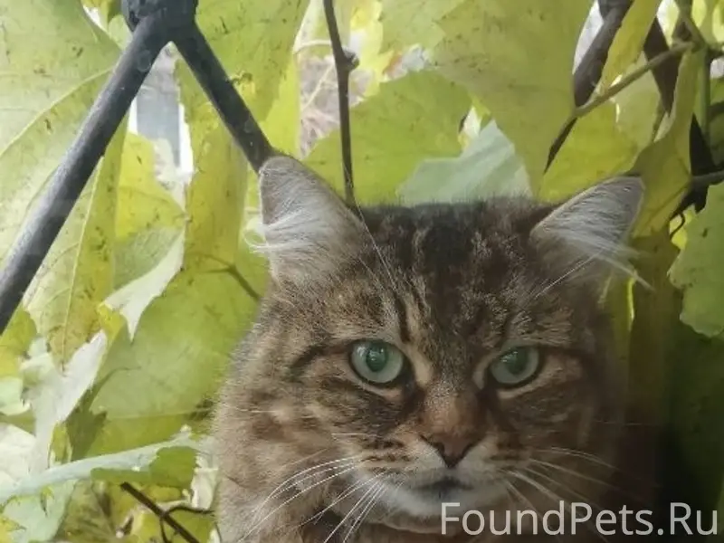 Пропала кошка, Верхнеднепровский