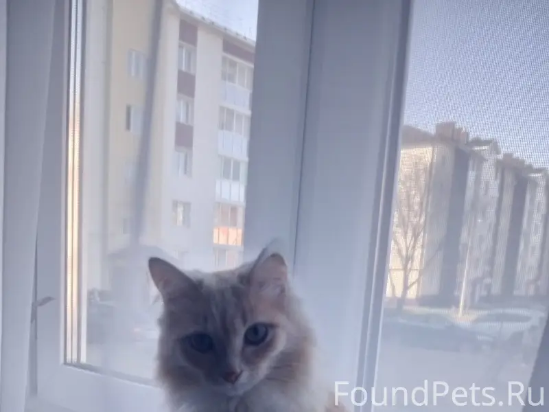 Пропал кот Тео, район парка Гагарина