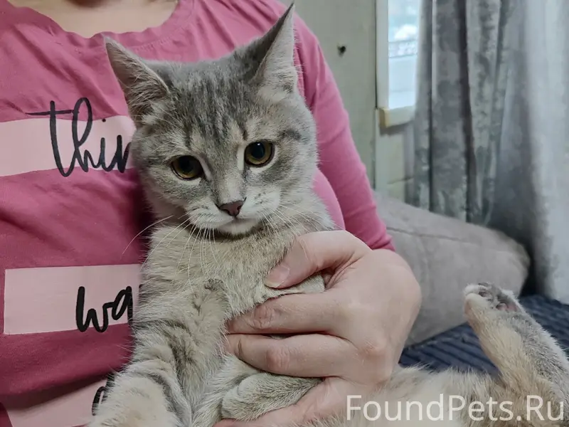 Пропала кошка, район Челюскинцев — Красная Звезда