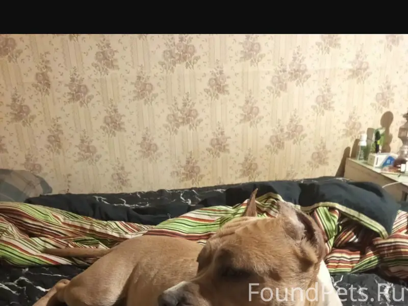 Найден пёс, Кубеково