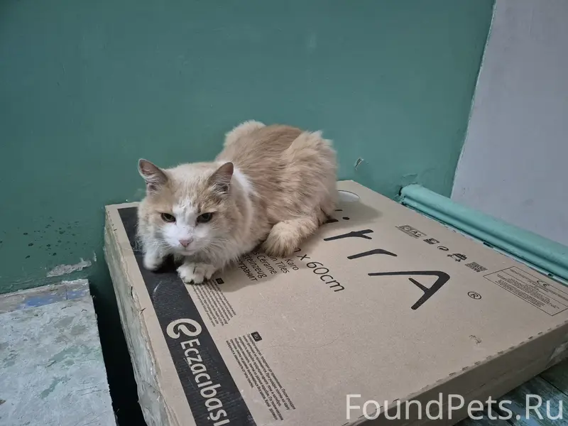 Найдена кошка, рыжий окрас, Автозаводский район