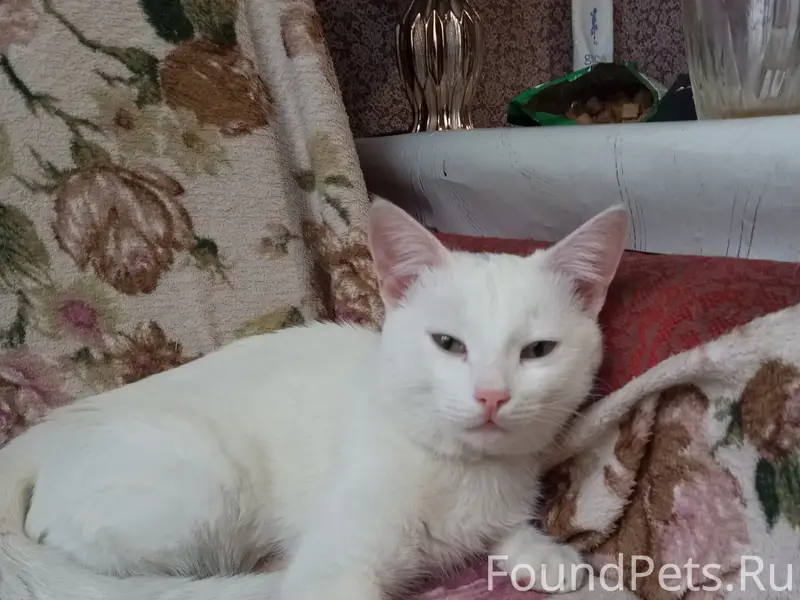 Найден кот, без породы