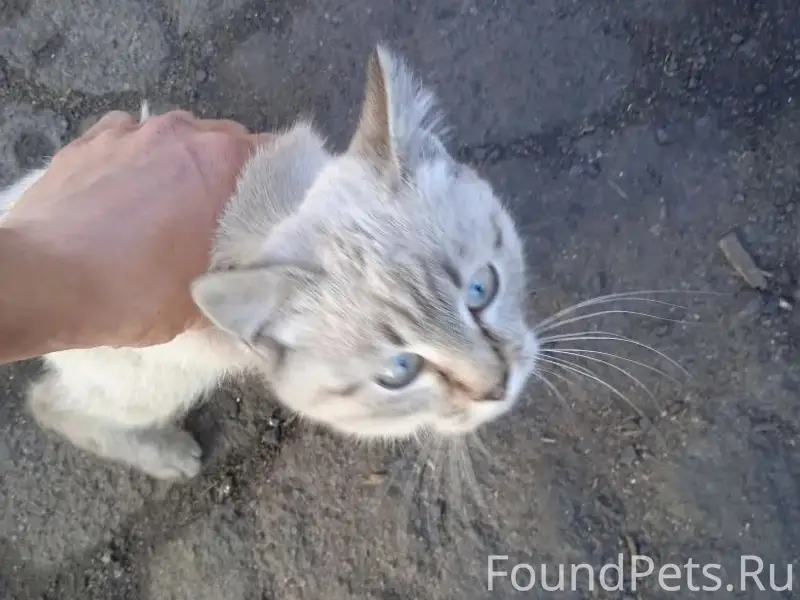 Пропал сиамский кот, переулок Глеба Успенского