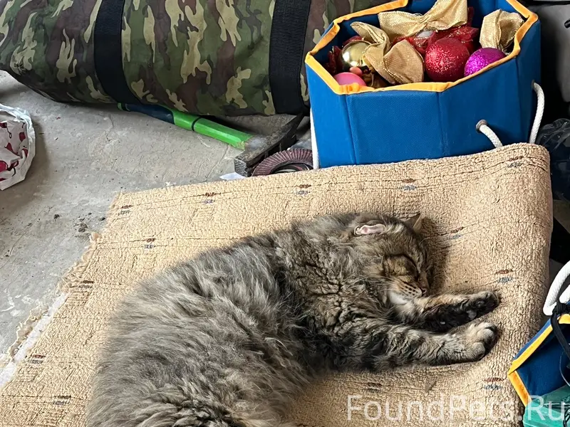 Пропал кот, район ул. Есенина