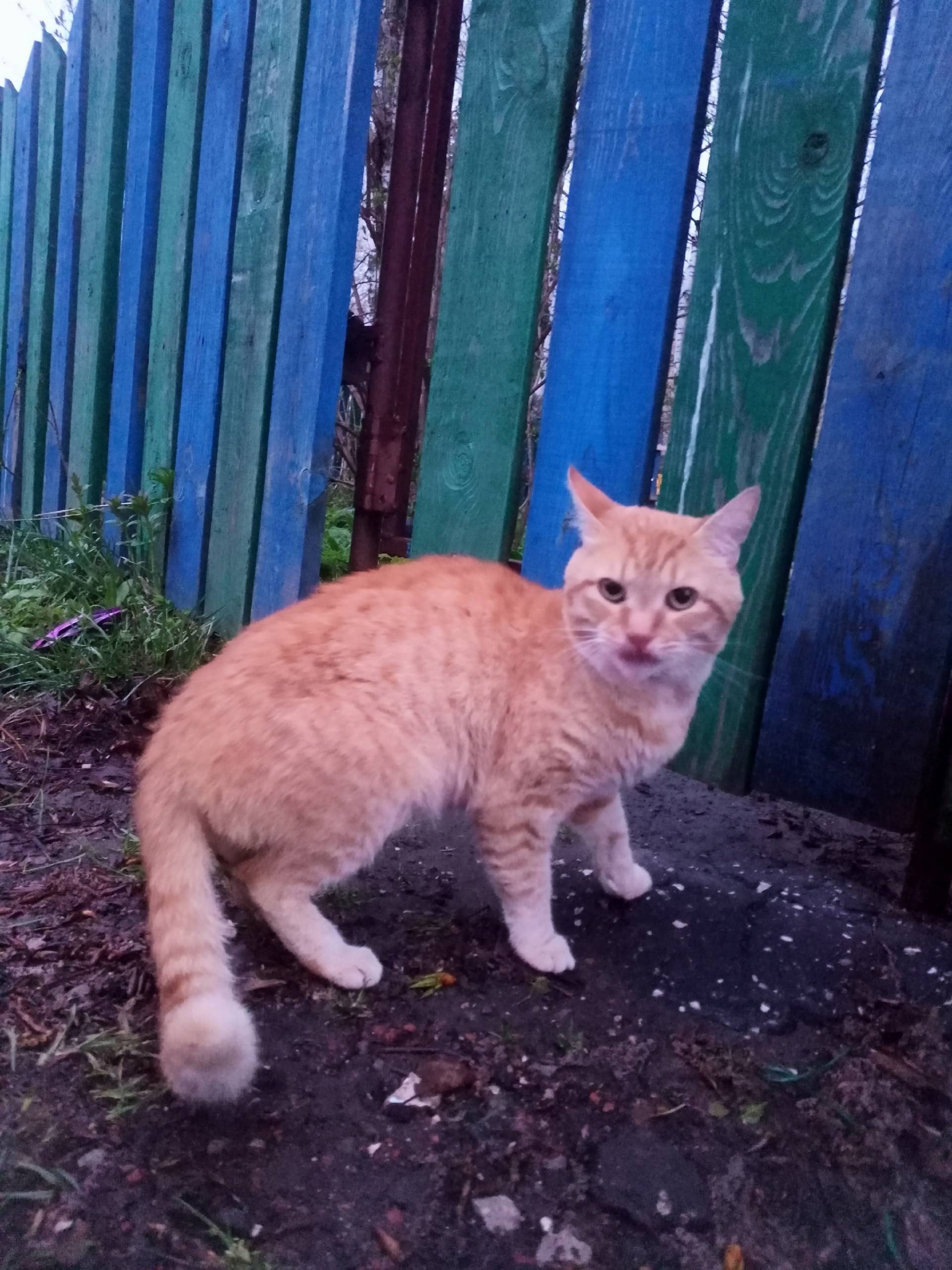 Найден рыжий кот, Нижний Новгород