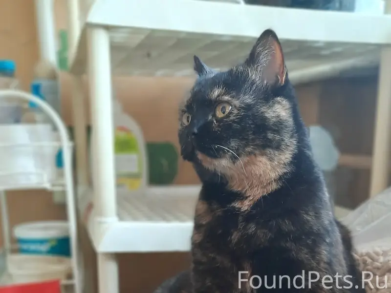 Пропала кошка Плюша, Псков