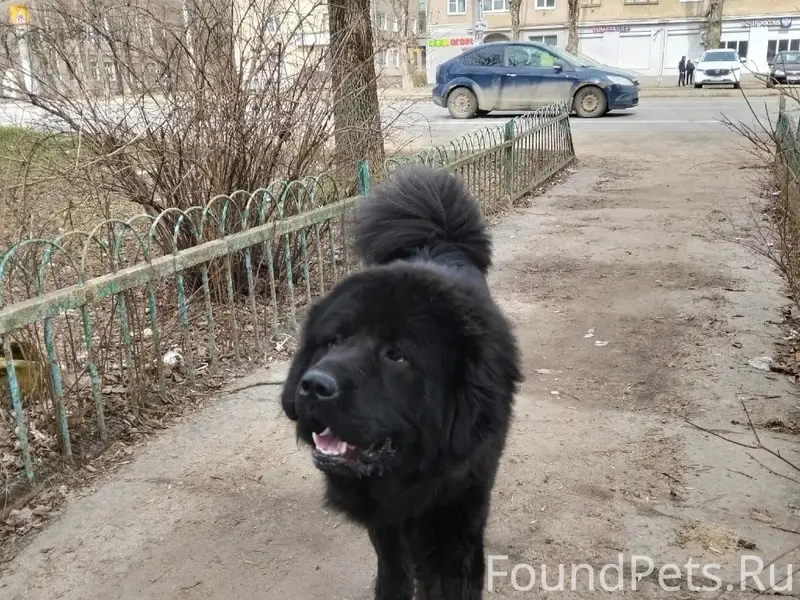 Пропал пёс