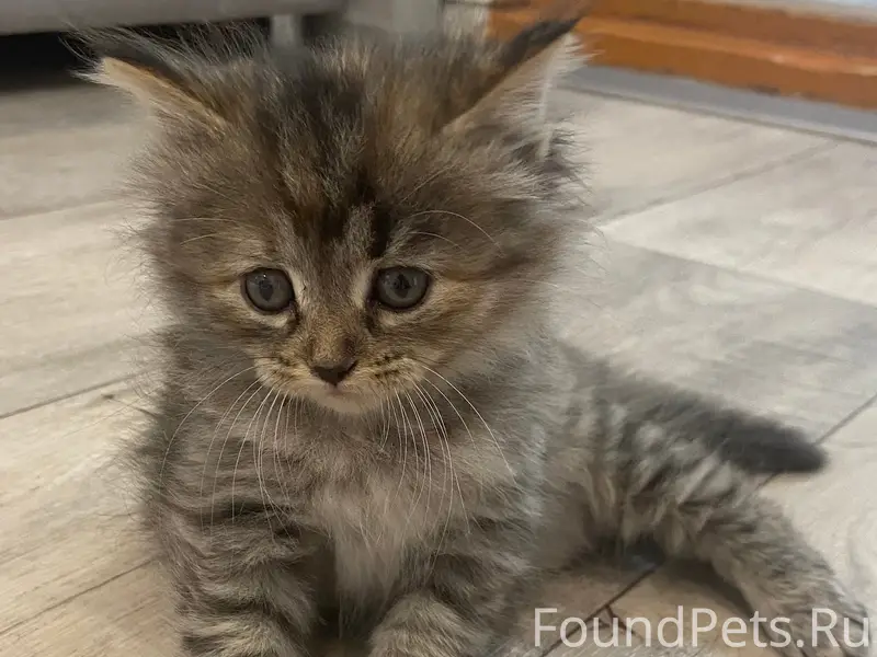 Найден котёнок, Село