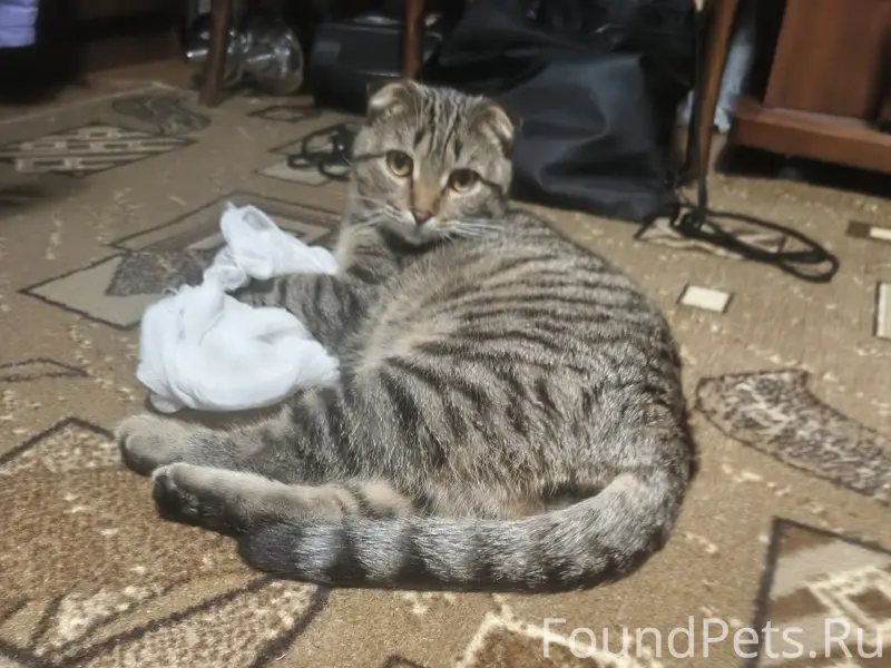 Пропал кот Барсик