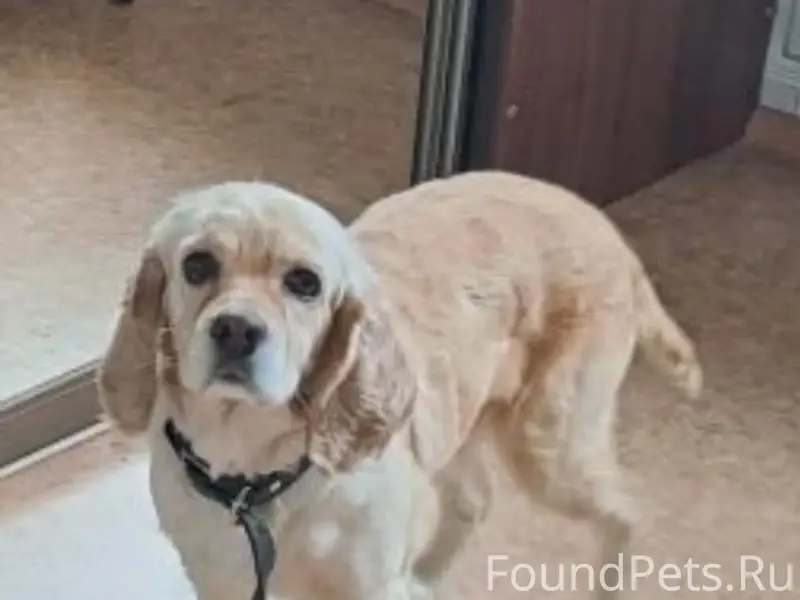 Пропала собака кокер-спаниель, в черном ошейнике