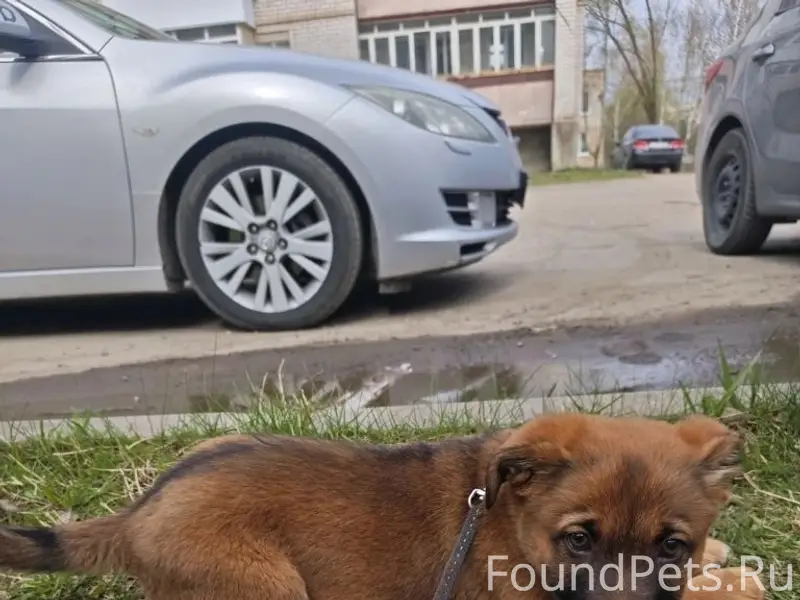 Найден щенок, район хлебокомбината