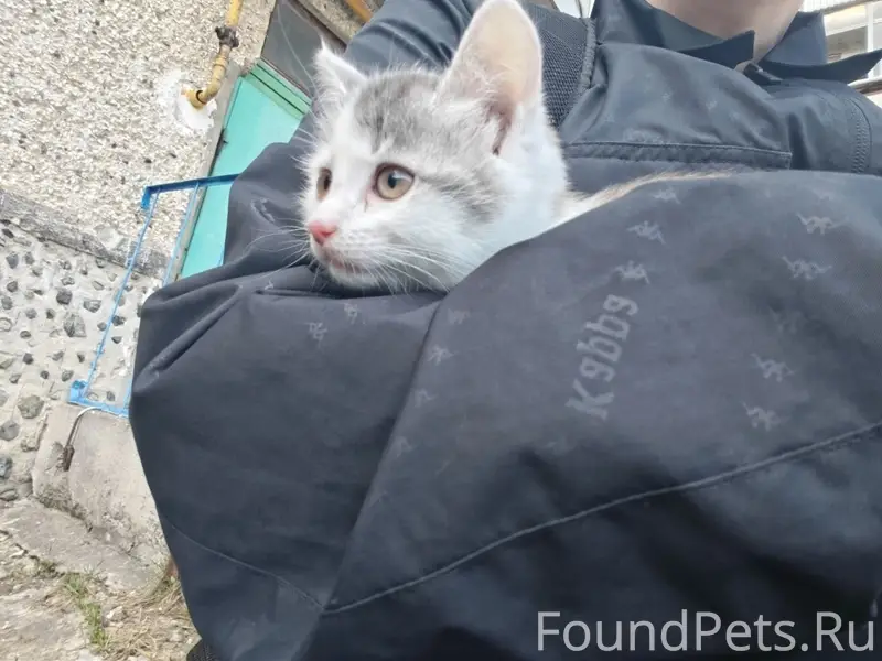 Пропал котёнок, 3 мкр