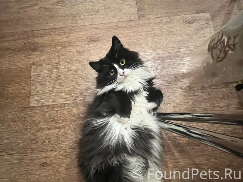 Пропал кот, район Лопуховка