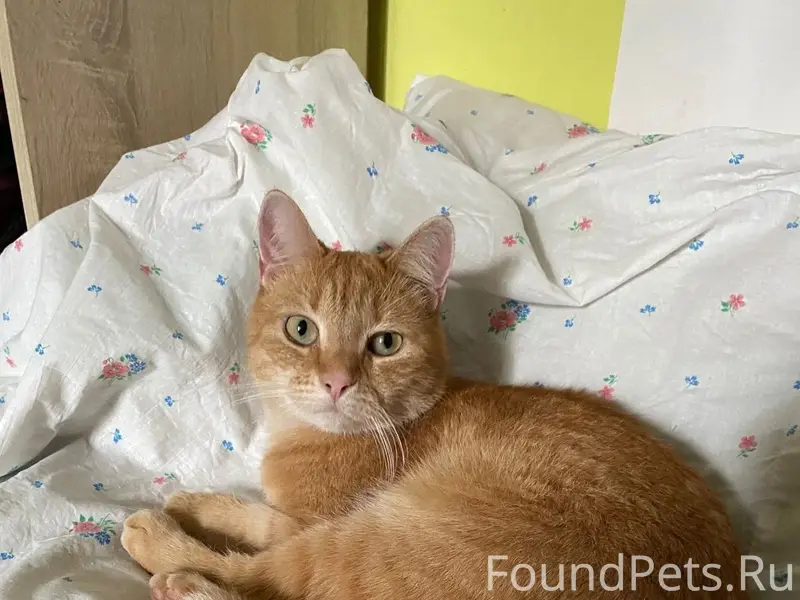 Пропал рыжий кот, Светлановский пр-кт