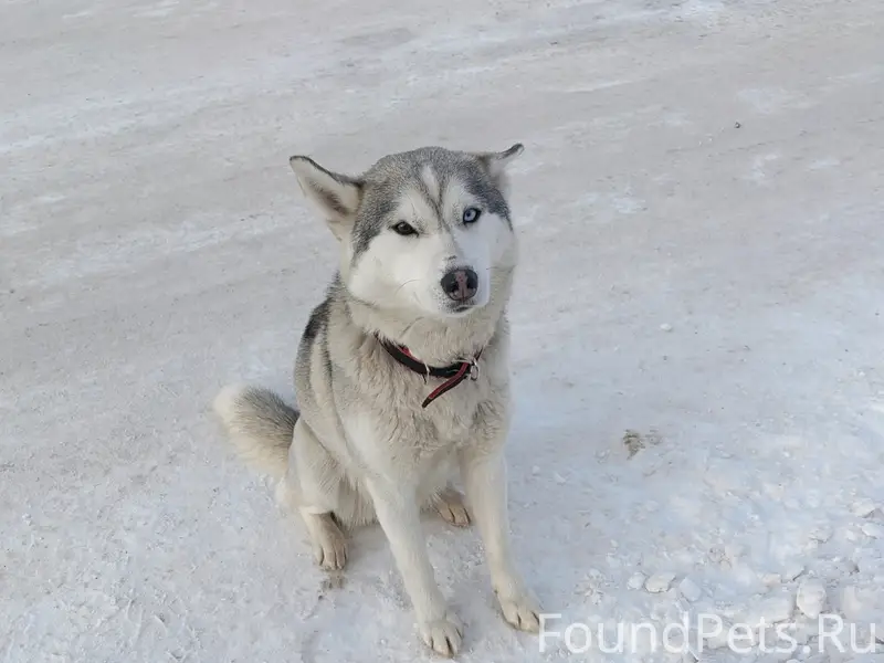 Пропала собака Хаська