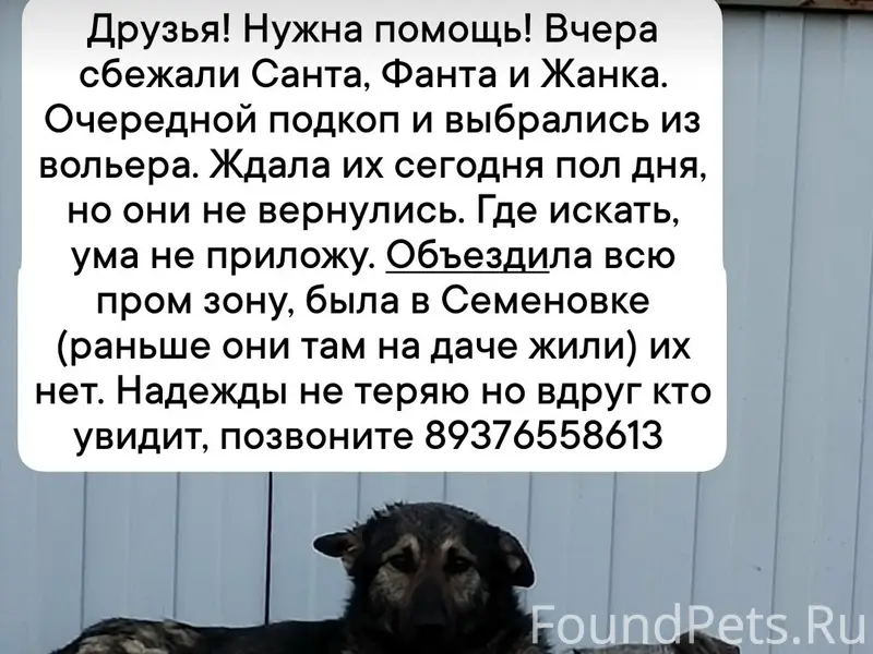 Пропали собаки
