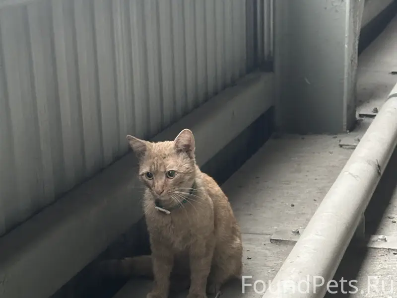 Найден рыжий кот в зеленом ошейнике  