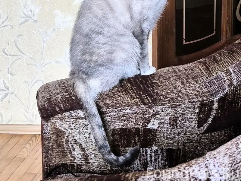 Пропала кошка Мия, Калининград, ул. Ясная