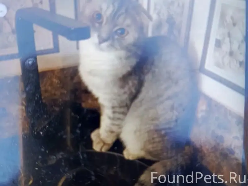 Пропал вислоухий кот, Киндяковка