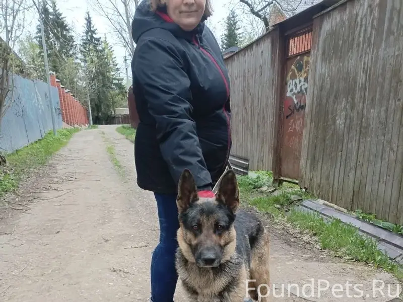 Найдена собака немецкой овчарки