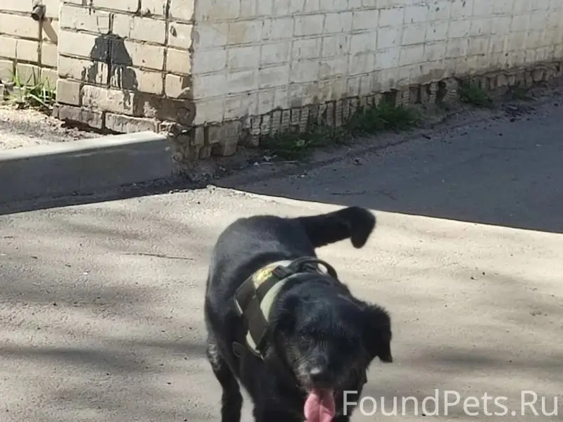 Пропал пес, СНТ Мичуринец