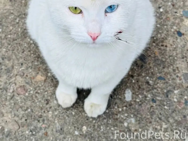 Найдена кошка, глухая и с гетерохромией, Норильская