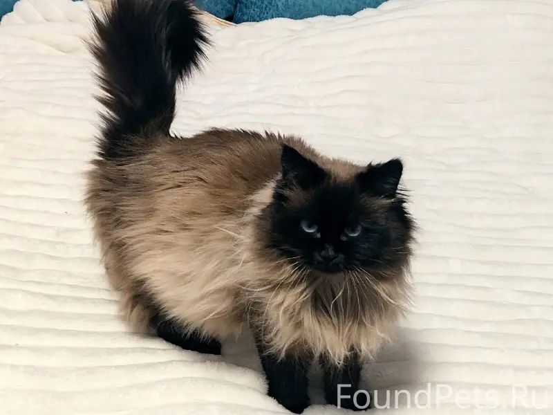 Пропала кошка, мкр. Южный