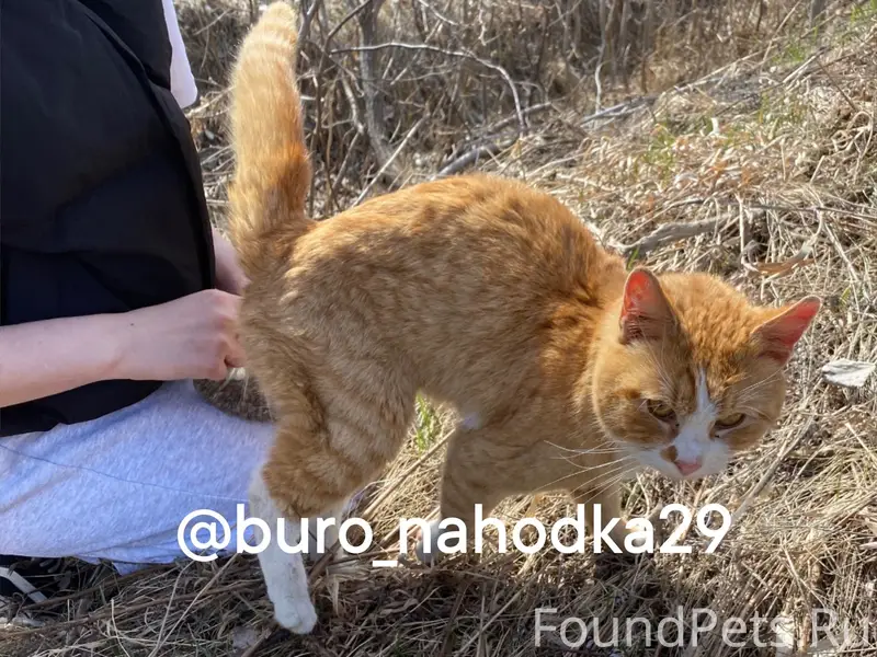 Найден кот, район Левковки