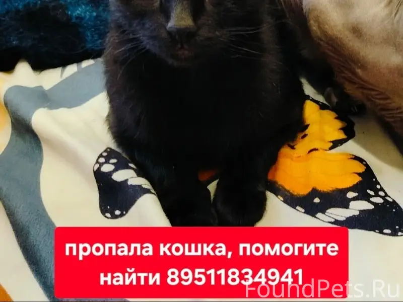 Пропала кошка Буся, Петренко 28