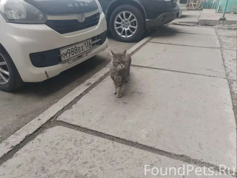 Найдена кошка породы Мейн-кун, Ангарск