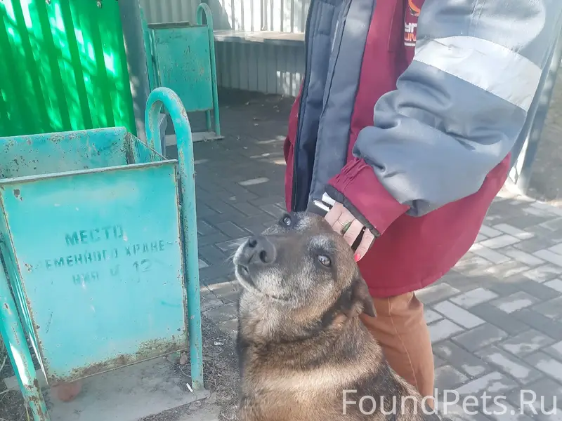 Пропала собака, Гай