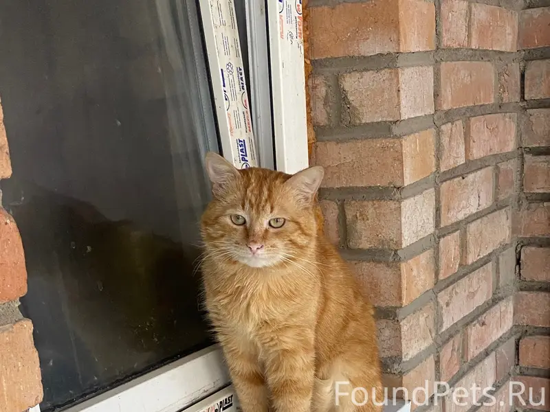 Найден кот, Крамоторская 22/2