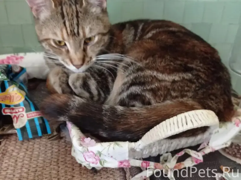 Пропала кошка, Коломна, Щурово