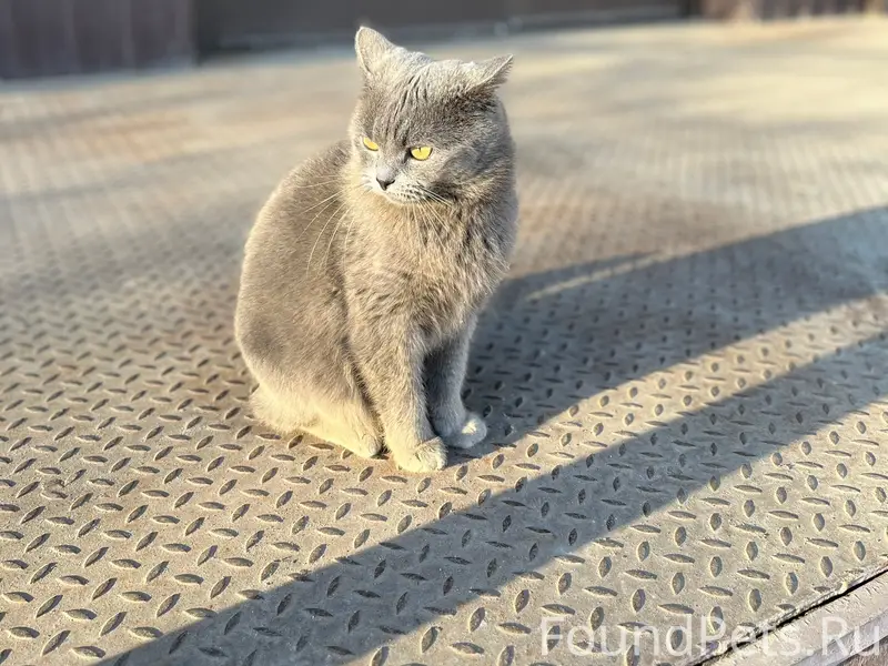 Пропал кот, возле пенсионного фонда