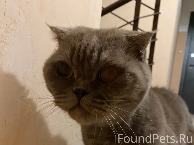 Найден кот, ул. Озёрная