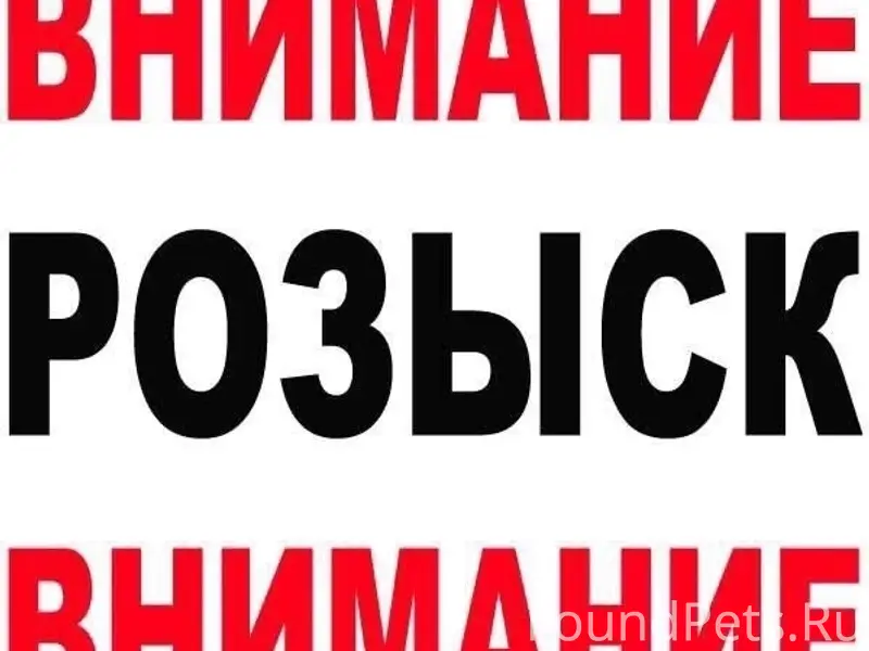 Пропала кошка, посёлок у Северной рощи (Простоквашино)