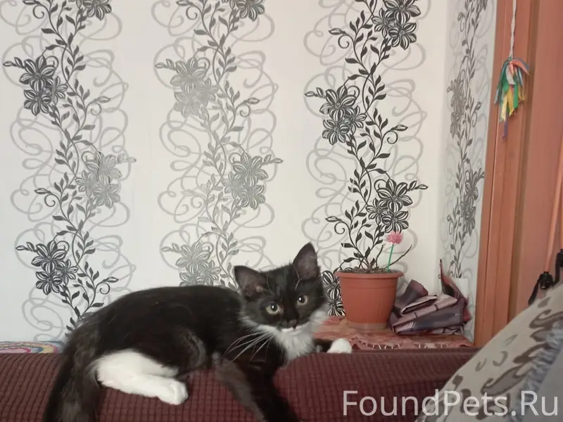 Пропала кошка Ася, дачи Вершина