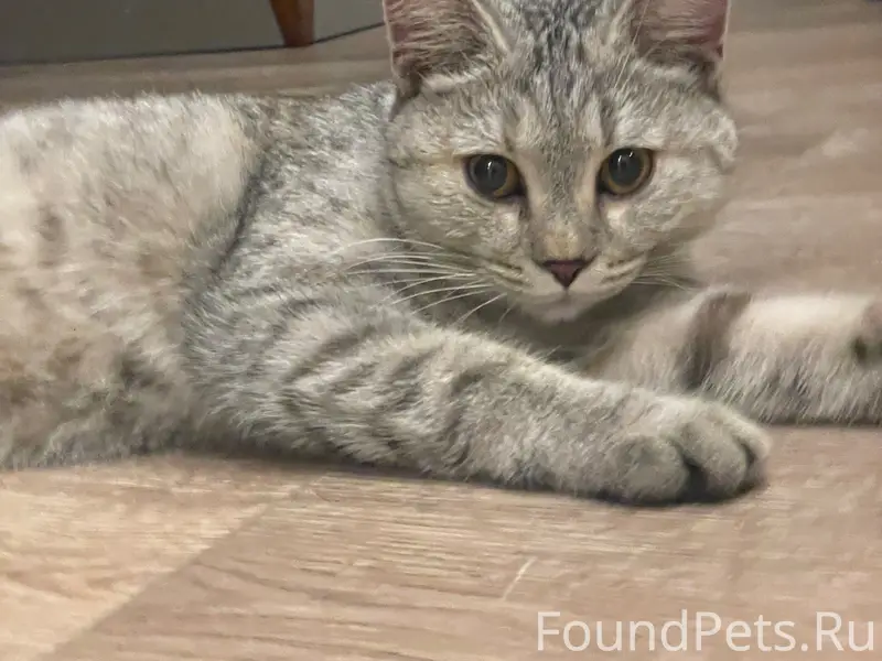Найдена кошка, улица Парковая