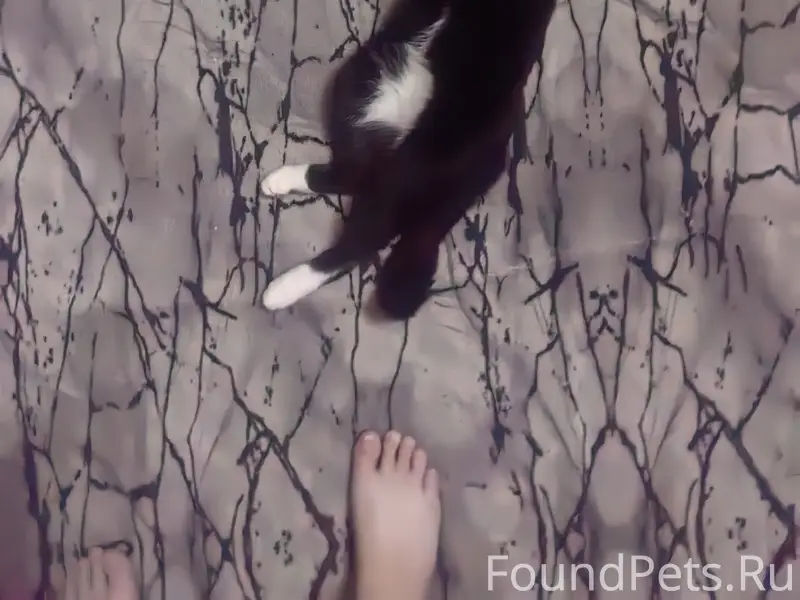 Пропал кот, район САФУ
