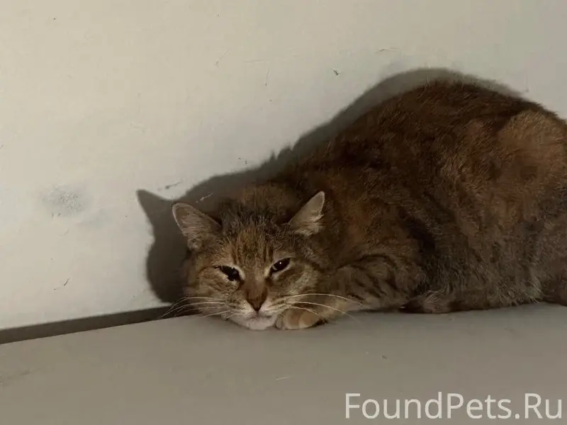 Пропала кошка, район Вечного огня