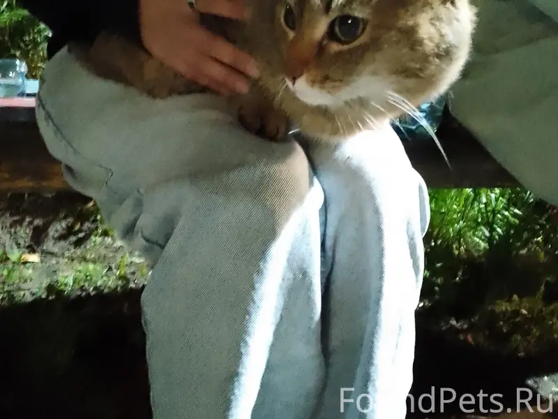 Найдена кошка
