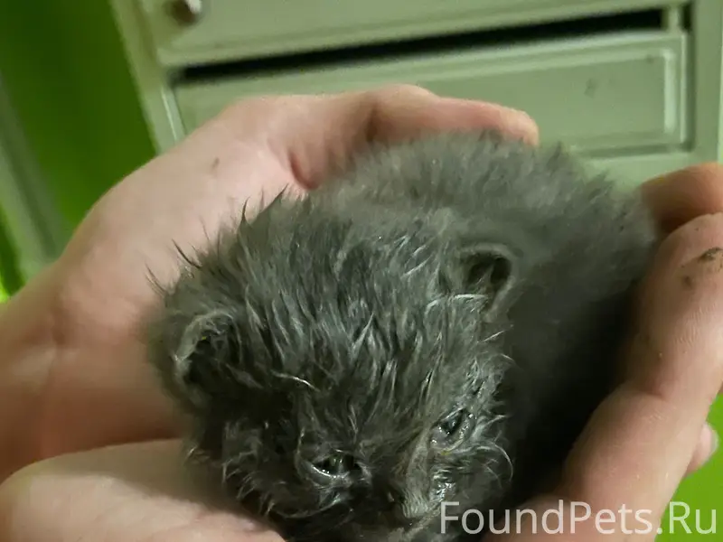Найден крошечный котёнок, ищет дом