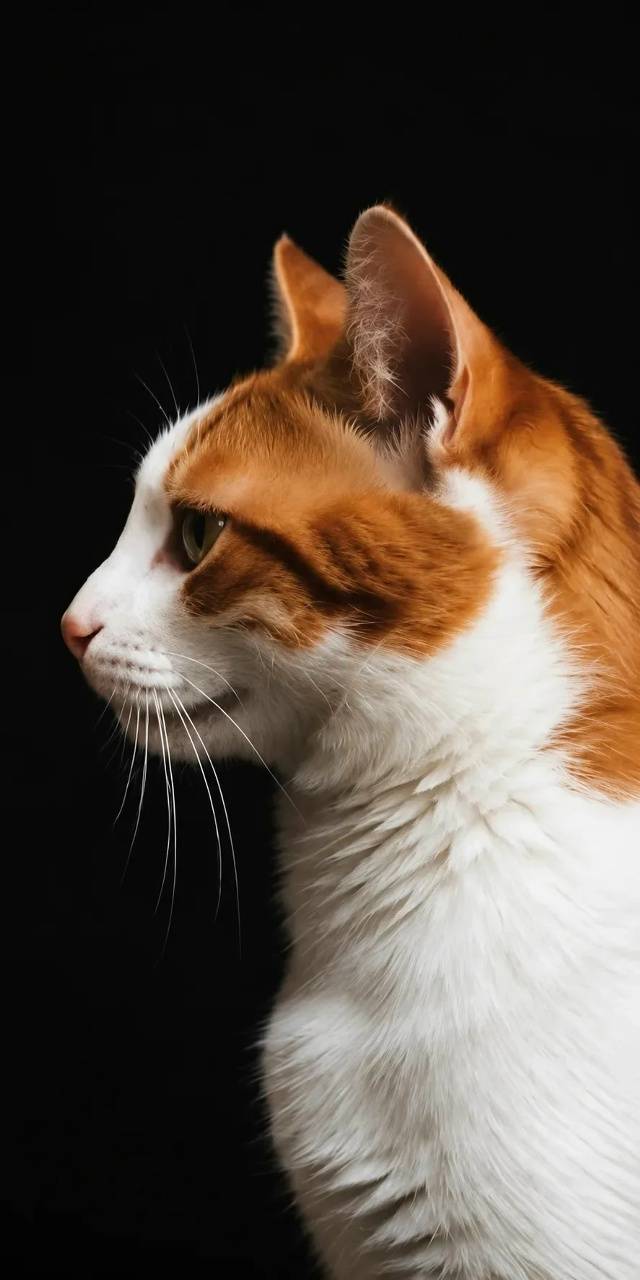 Пропал Бело-рыжий кот 