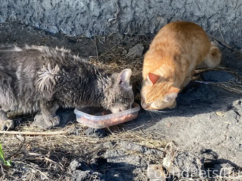 Найдены домашние коты, район Некрасова